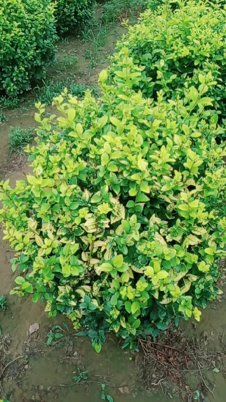 抓住夏天#金叶女贞实球绿化专用