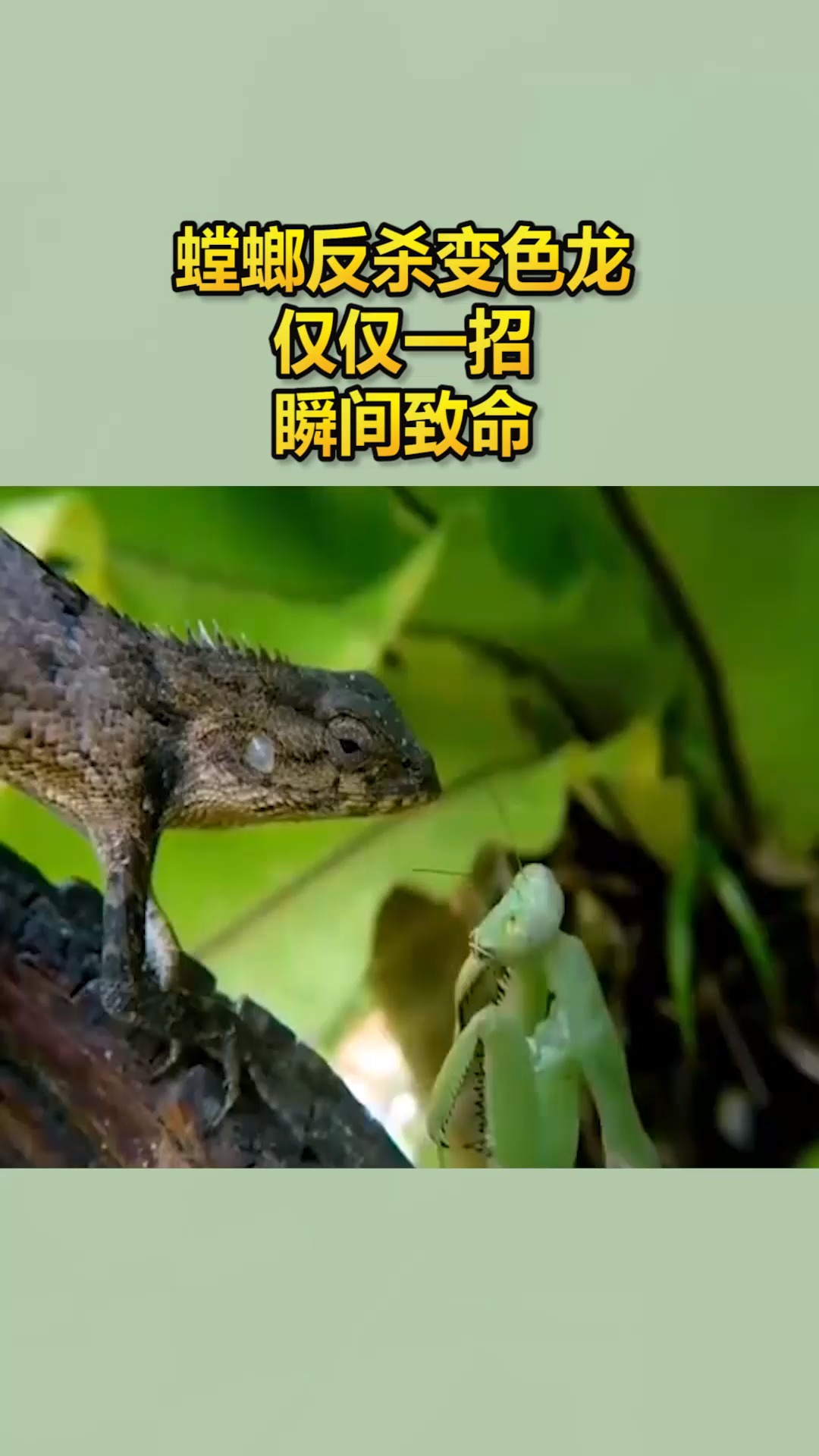 我要上热门螳螂反杀变色龙仅仅一招瞬间致命
