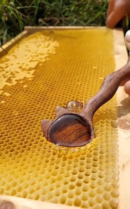 娱乐#新鲜出炉的蜂蜜,一勺子刮下去,看着都很过瘾