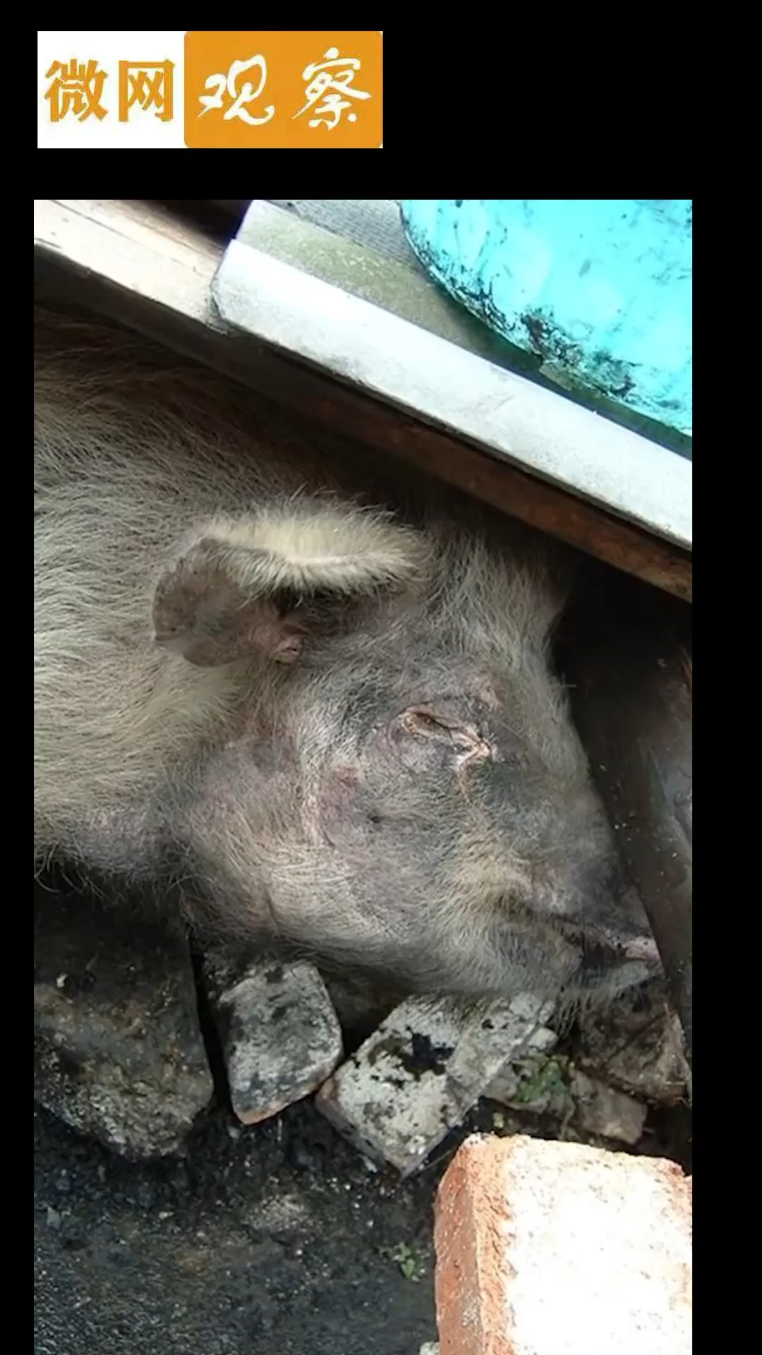 汶川地震活下来的猪坚强已进入生命最后时刻
