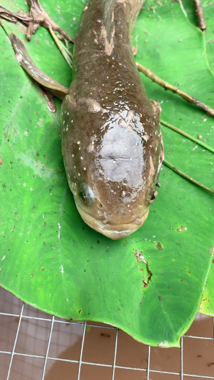 铁丝网陷阱中蛇鱼