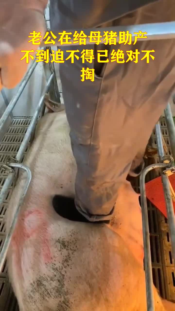 老公在给母猪助产不到迫不得已绝对不掏