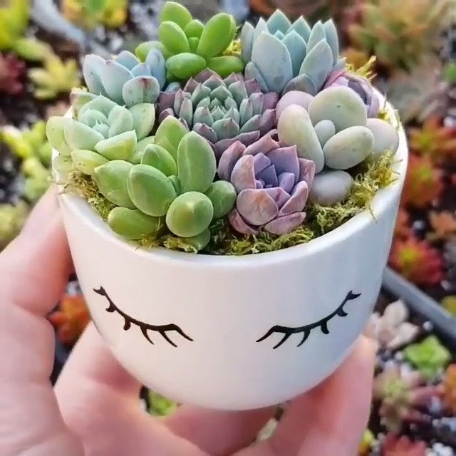 多肉植物#很可爱的迷你盆栽多肉
