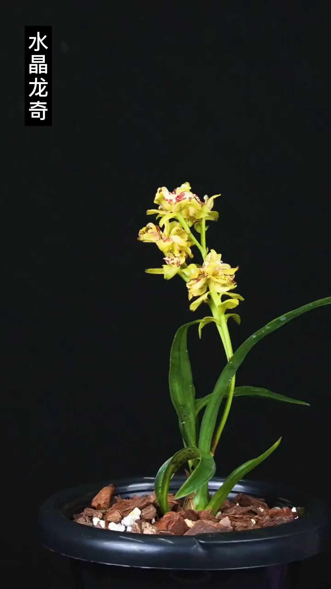 兰花#建兰矮种水晶龙奇,花艺双全-度小视