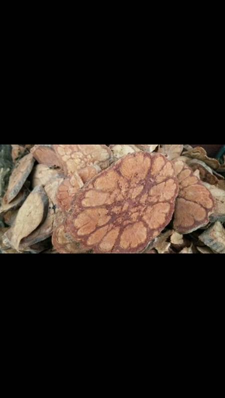 我要上热门#九龙藤常绿攀援本质藤本长2～7米本植物的根茎藤五花九 