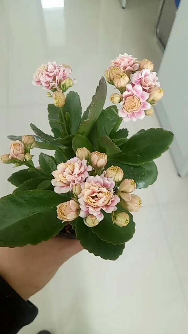 长寿花_阿兰朵(与风花雪月有些相似的品种)