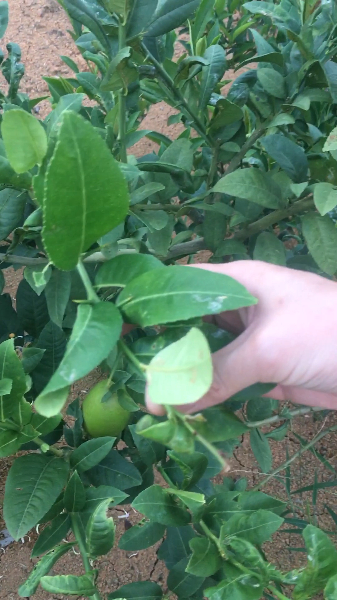 感恩有你#茶园中带刺的柠檬树