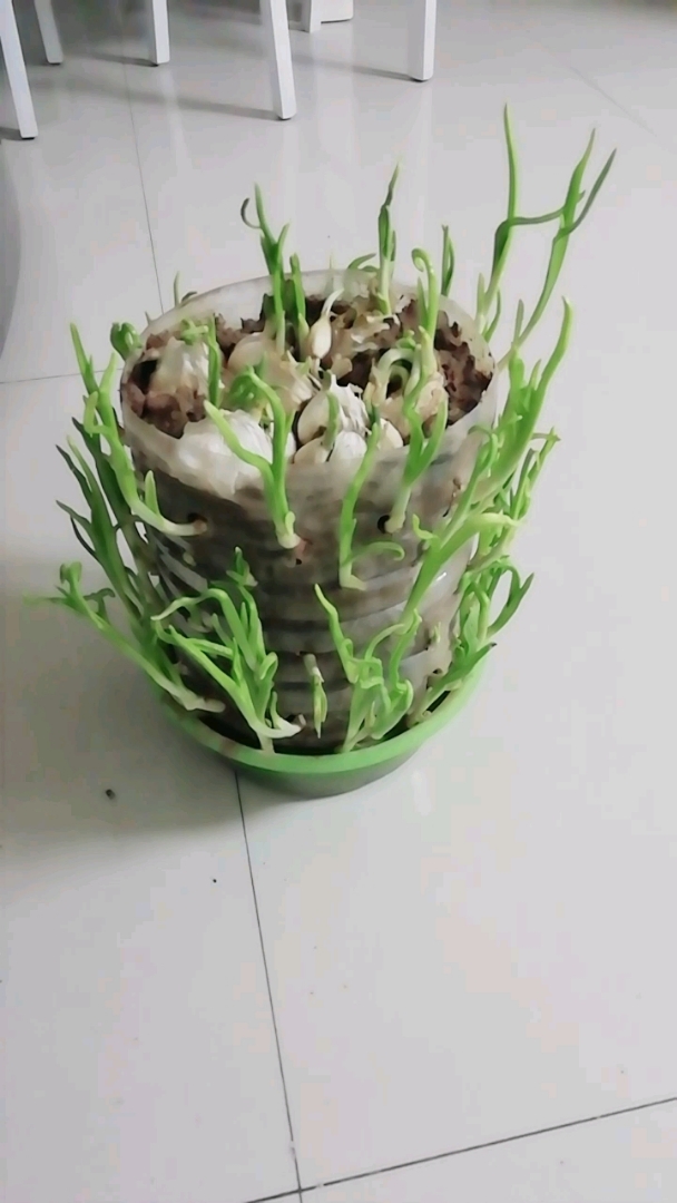 食用油桶用完了不要丢,可以种植纯天然的蒜苗!