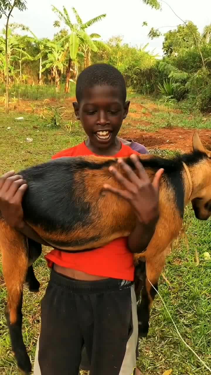 这是非洲特有的羊,模样特别可爱