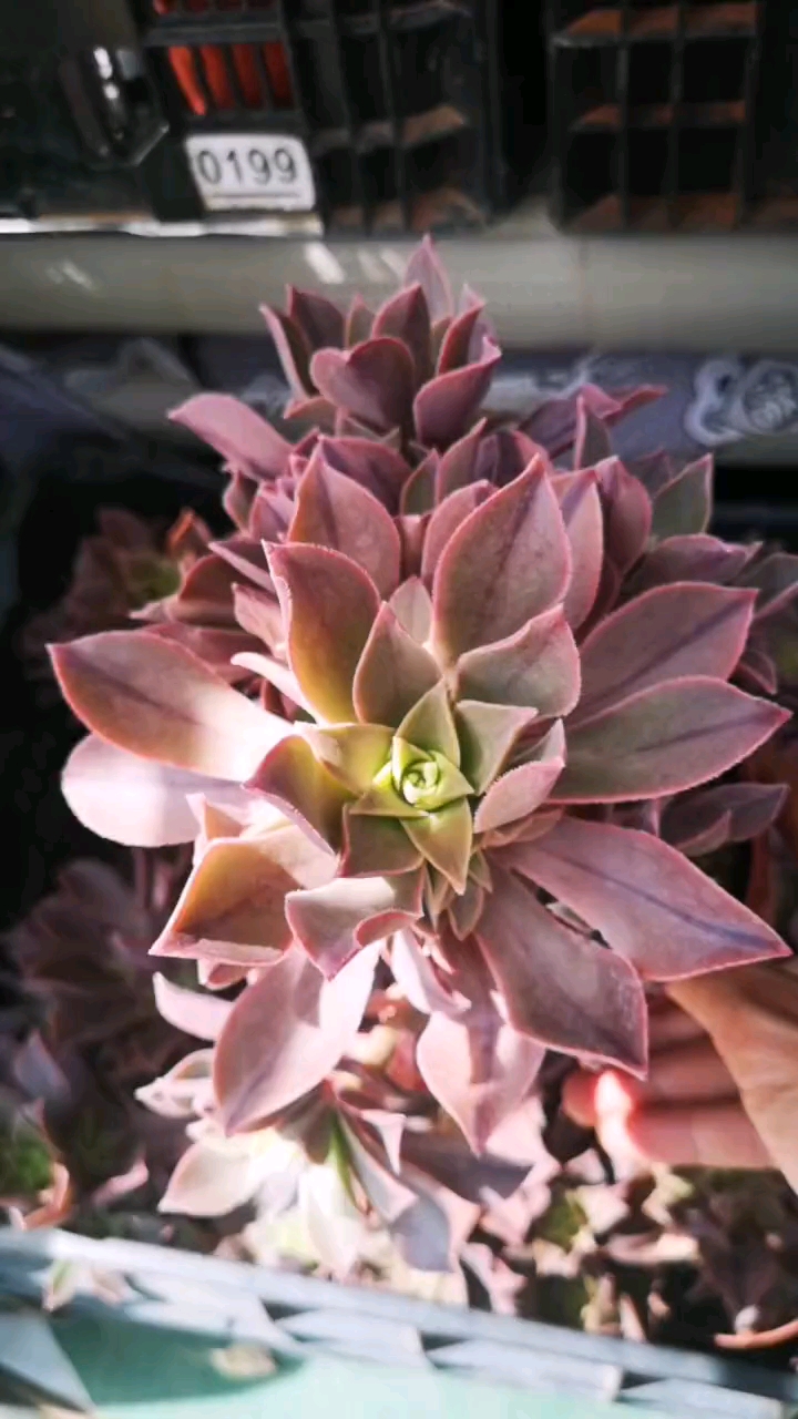 我的小花园#云南多肉植物 众赞曲 红叶法师