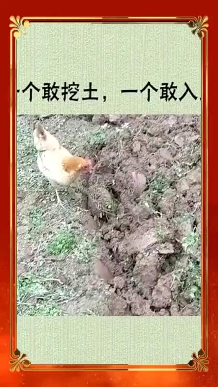 搞笑段子#一个敢挖土,一个敢入土