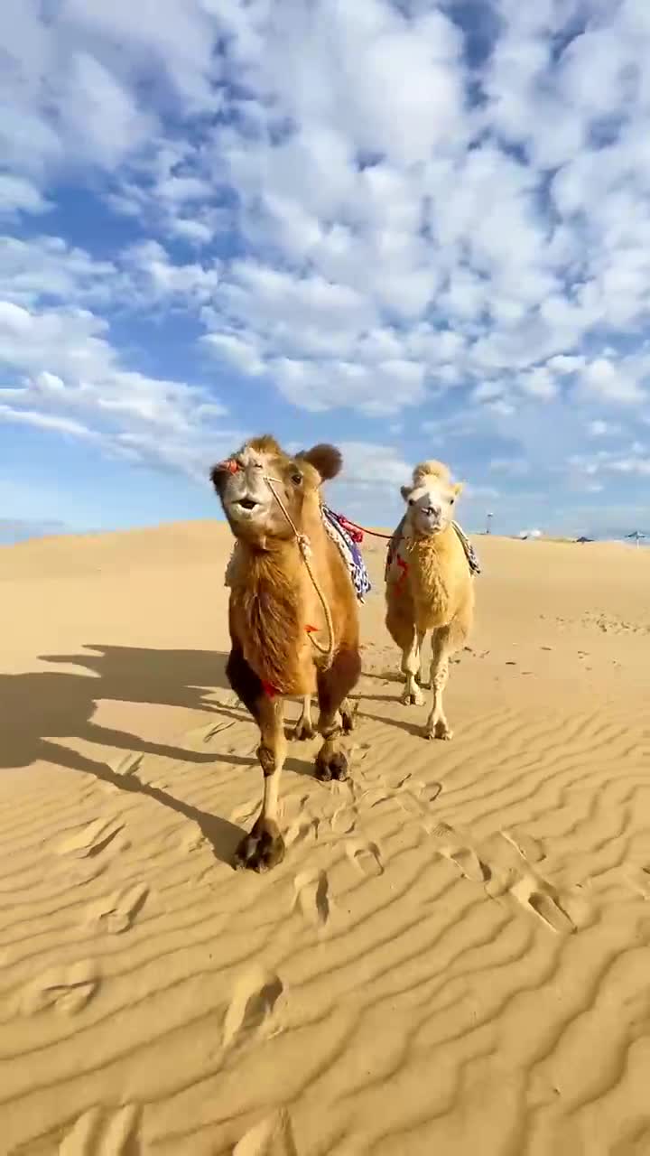 沙漠骆驼好兄弟沙漠骆驼白骆驼黄骆驼