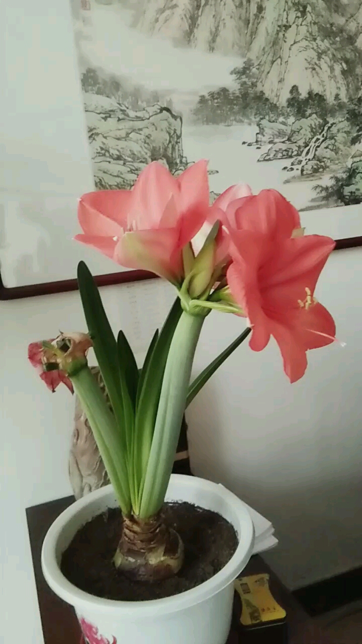 节前vs节后#盛开的对子兰花,真的好漂亮.