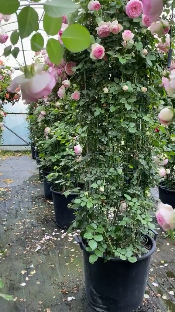 粉色龙沙宝石花柱