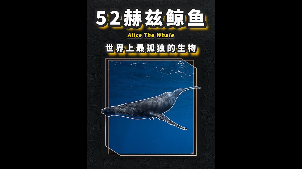 世界上最深的孤独52赫兹鲸的歌声在地球轨道漂泊的狗狗