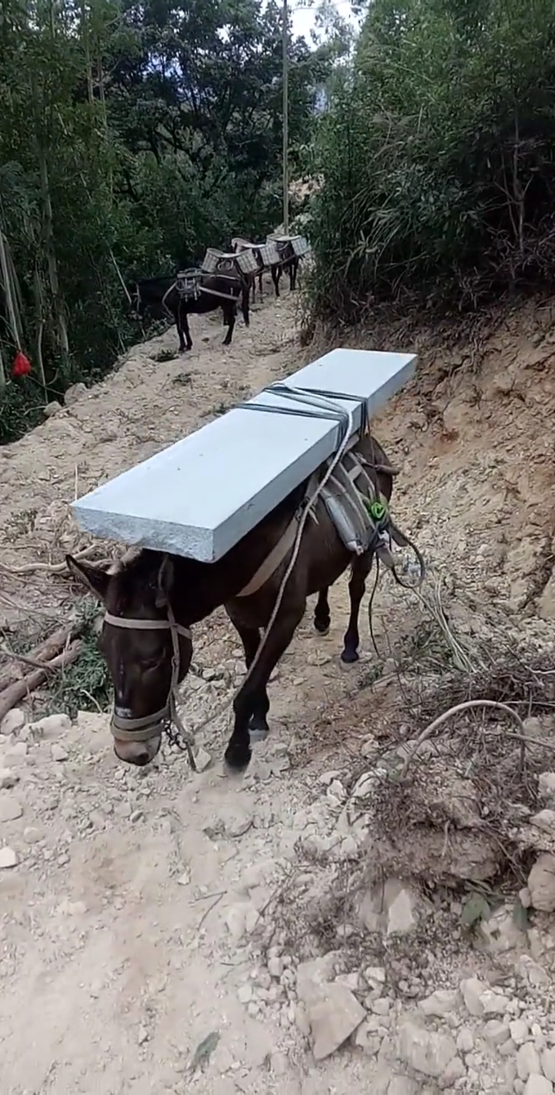 马不但能拉车,还要多才多艺!