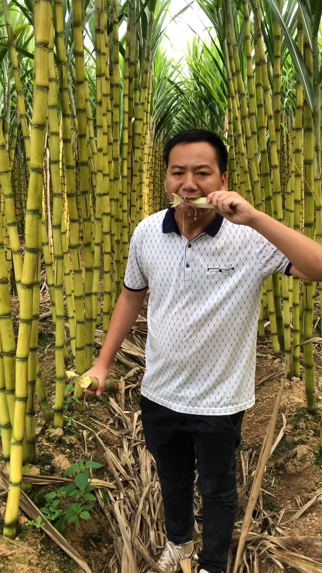 11.11全民high购节#这甘蔗很好吃,也很好咬