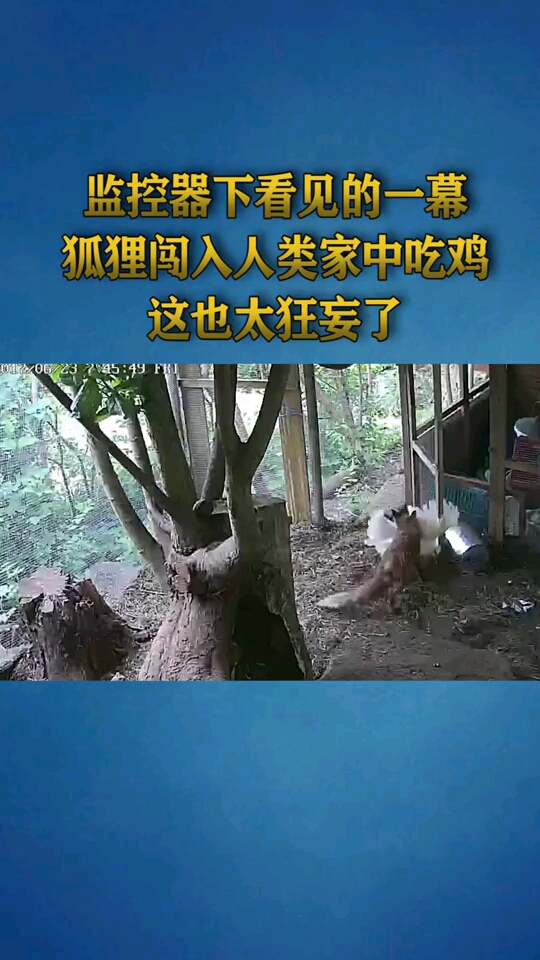 监控器下看见的一幕,狐狸闯入人类家中吃鸡,这也太狂妄了!