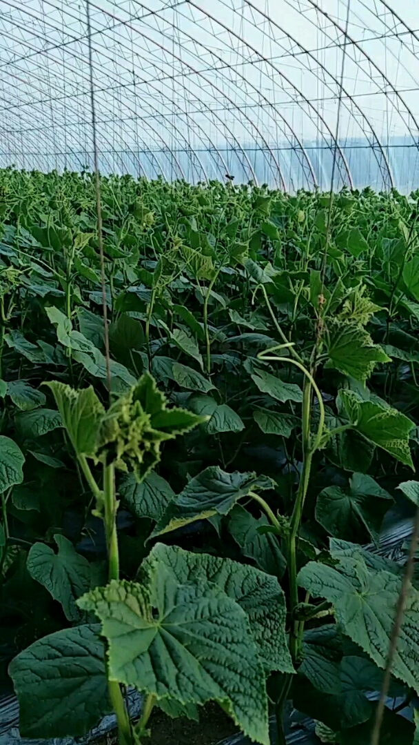 看看我家黄瓜秧好不好