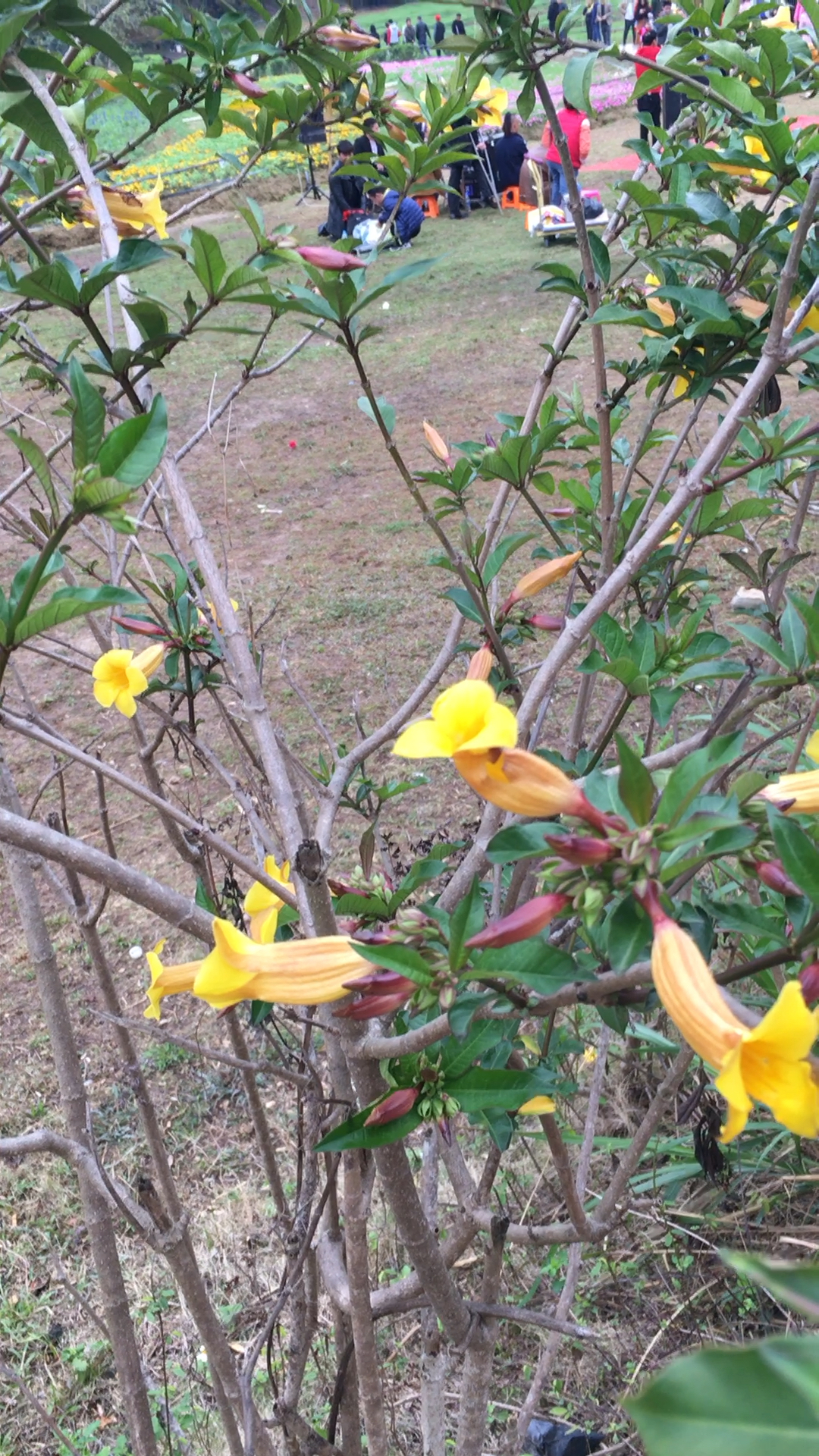 黄色的花,远处是清溪大王山花海!好热闹!