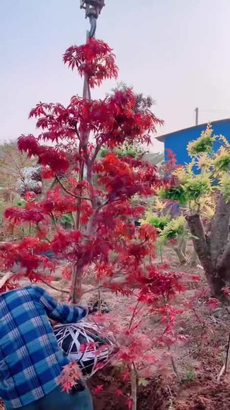 造型红枫树树形优美适合各种庭院别墅种植红枫树三季红红枫