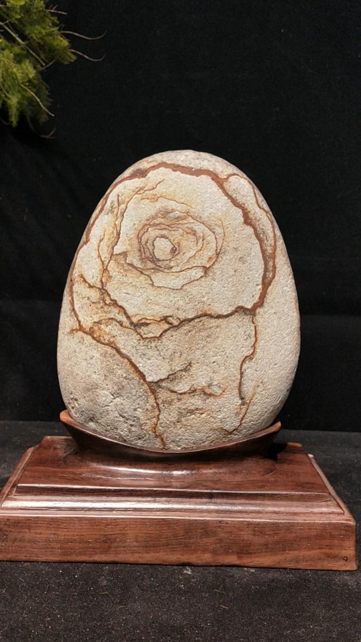 长江碳化石～富贵花开