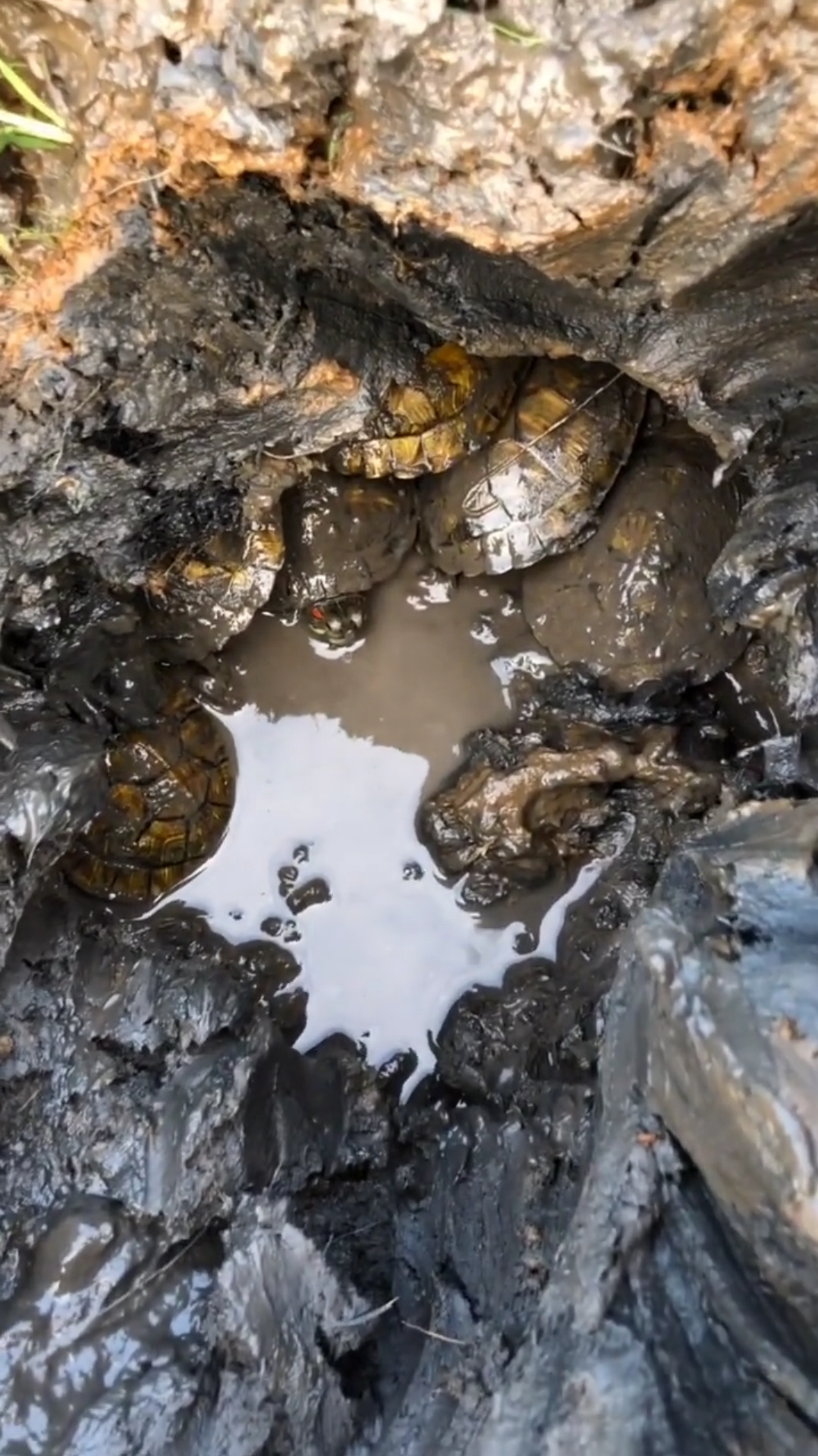 挖出一窝乌龟