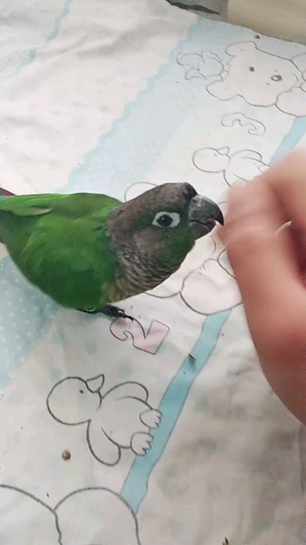 神宠来袭#训练小太阳鹦鹉翻跟头,看完感觉不错,留下你的爱心