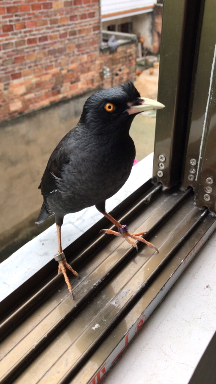 散养三年的八哥鸟饿了就回家叫主人给它开饭