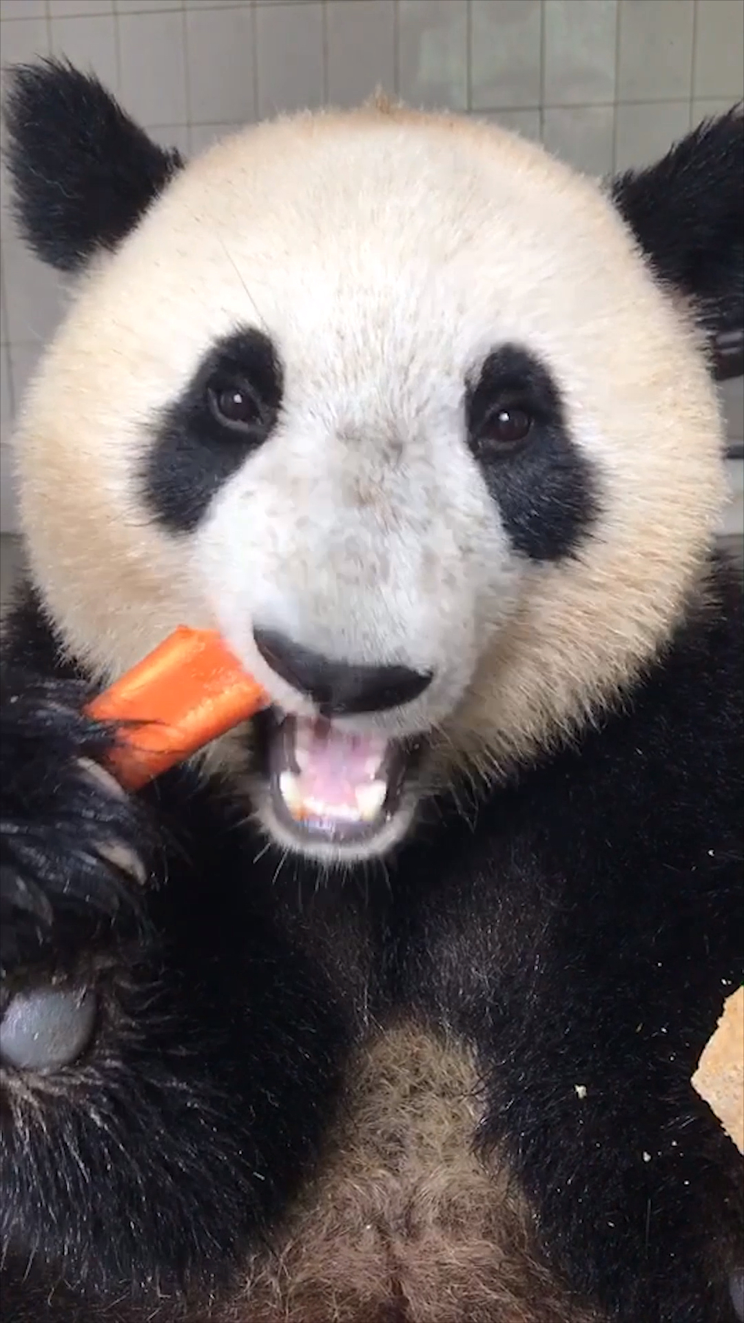 国宝吃胡萝卜,嘎嘣脆