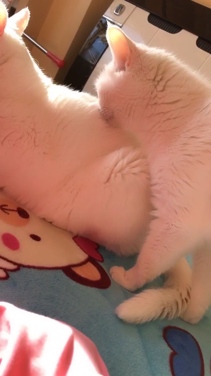 总在背后搞小动作