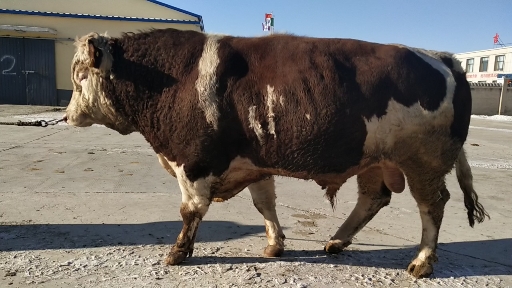 种庄稼需要种子,动物繁殖也要选种牛,22215317