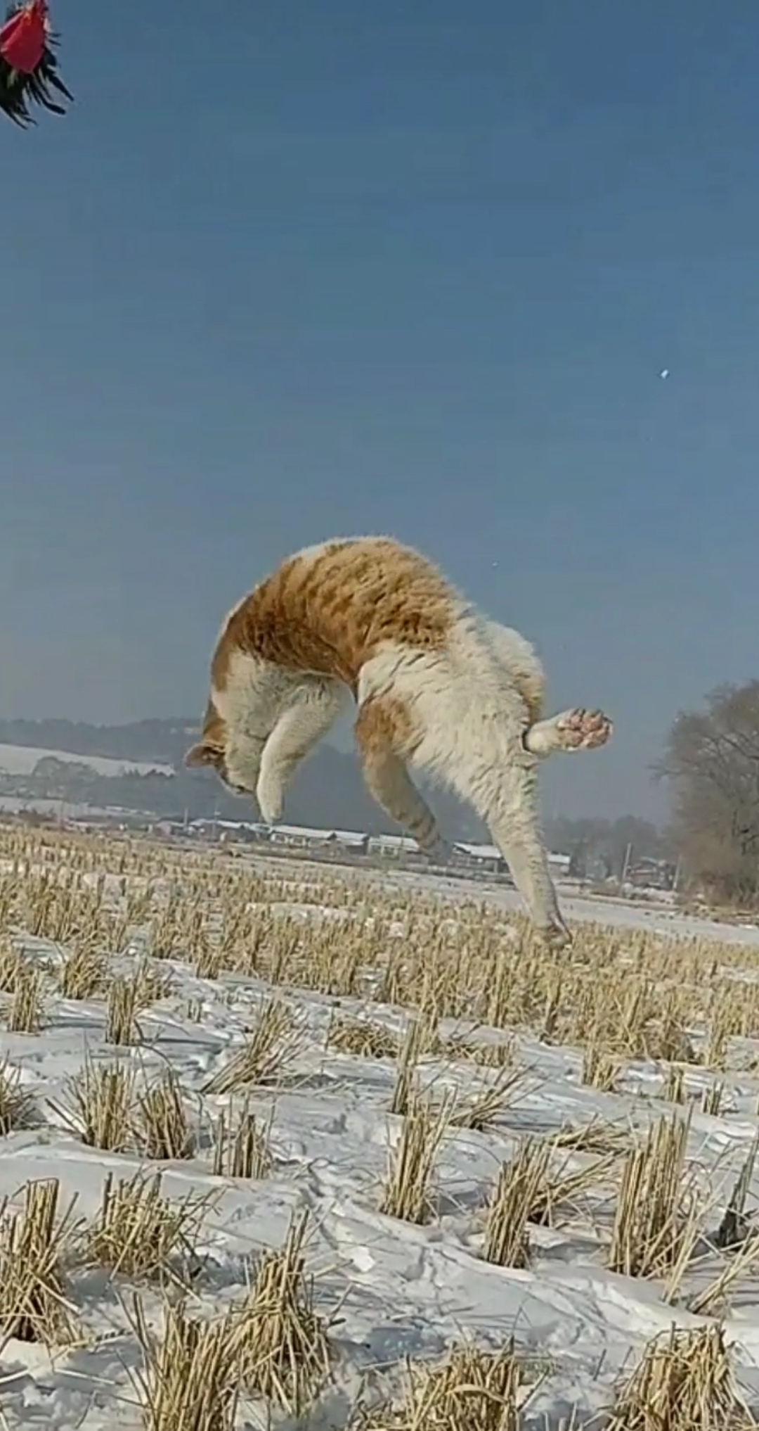 田园功夫猫#大圣归来