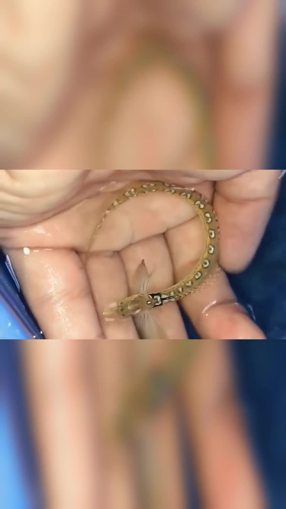 这鱼是什么品种啊,这么像龙!