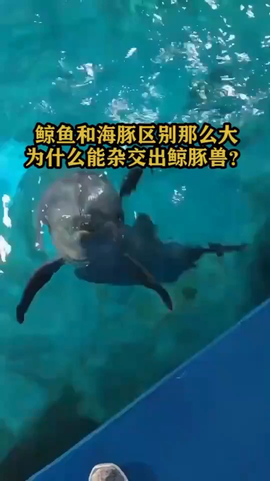 鲸鱼和海豚区别这么大,为什么能杂交出鲸豚兽