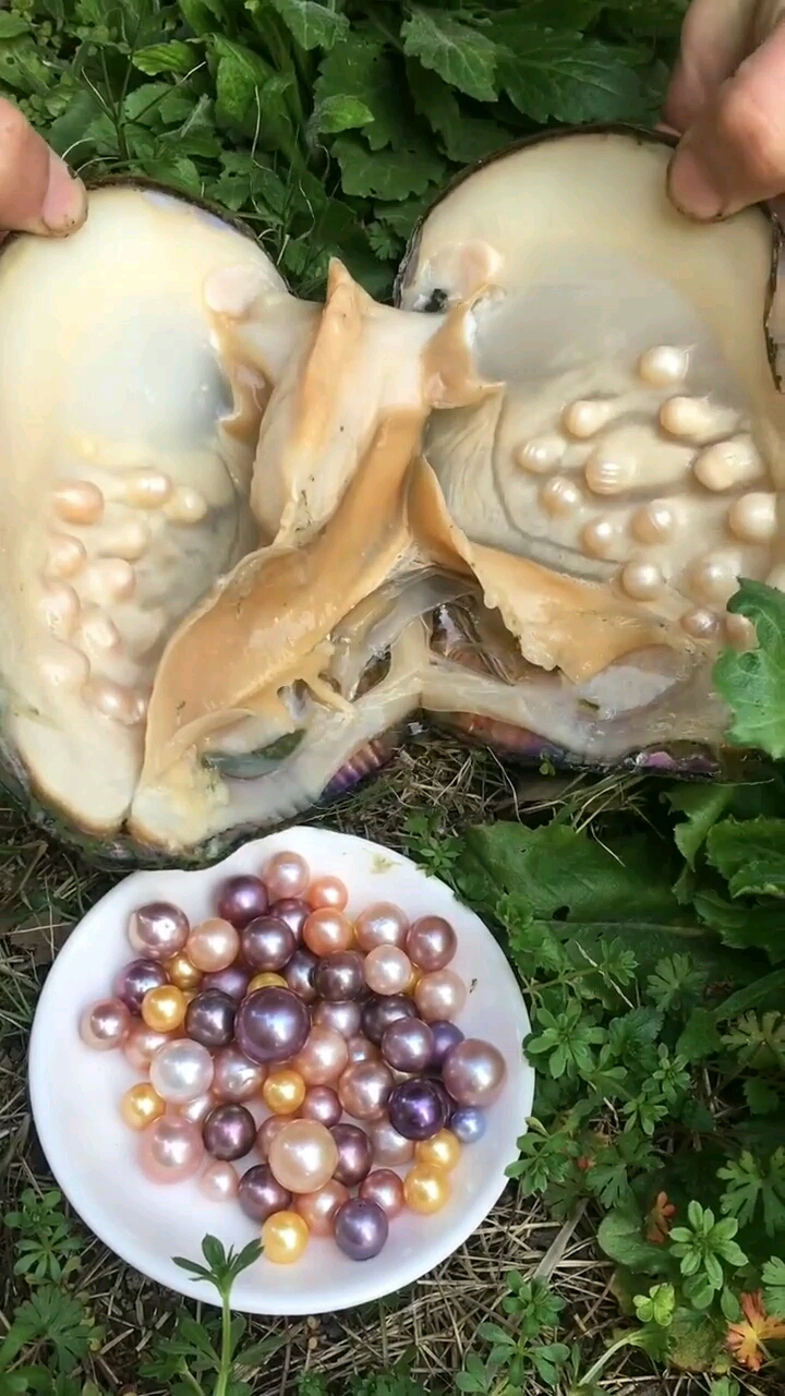 开了一个多珠蚌