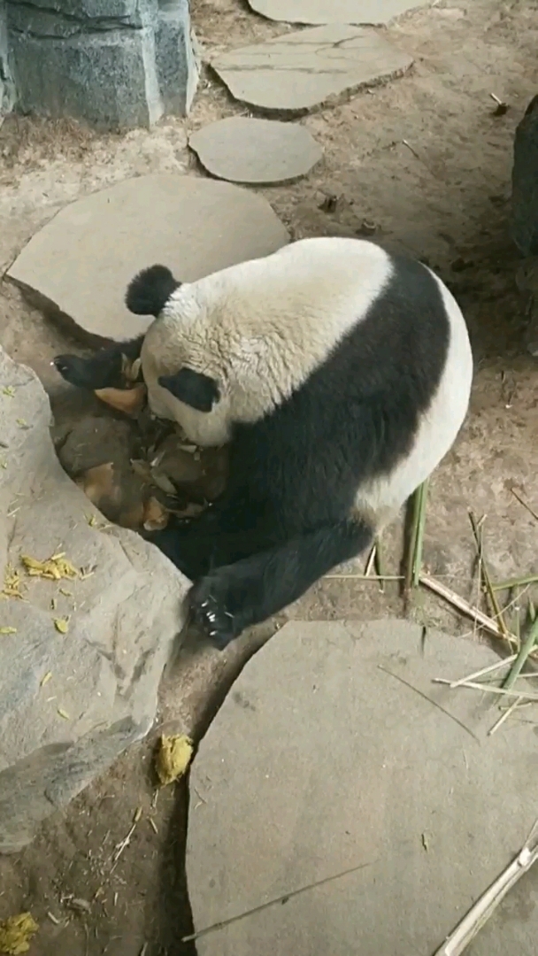 名牌太阳镜, 不走寻常路. 紫方毛淡竹, 皆属腹中物