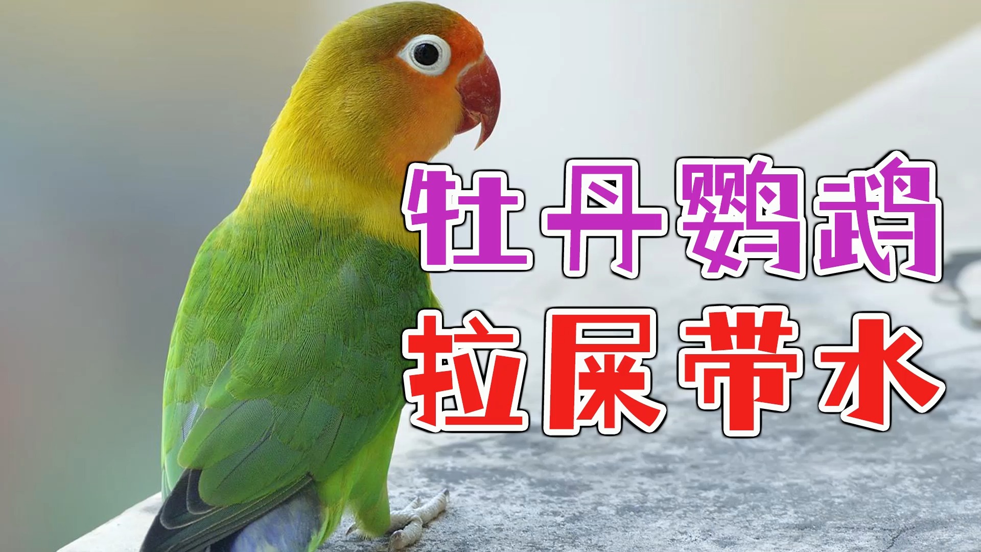 牡丹鹦鹉拉屎带水