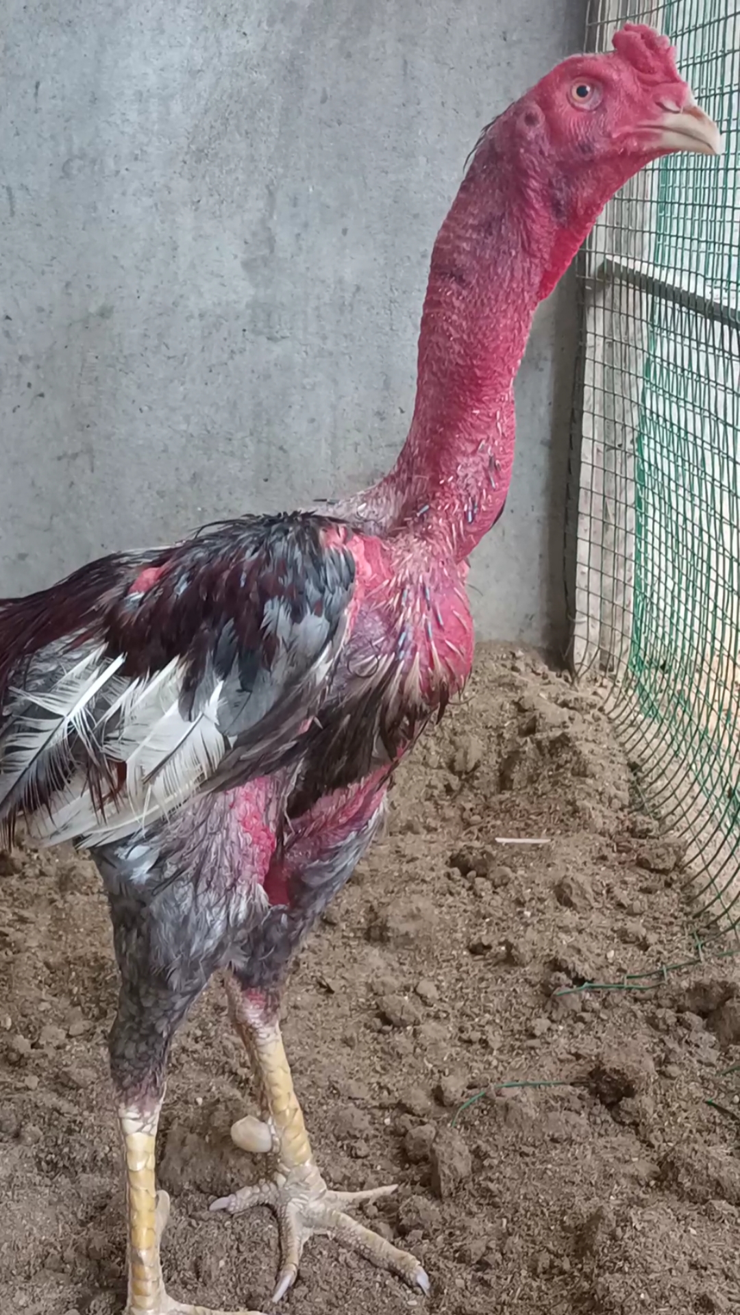 飞鸡中的战斗鸡#高质量越南西贡血统斗鸡