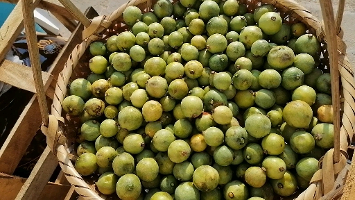 这就是传说中的酸桐子!