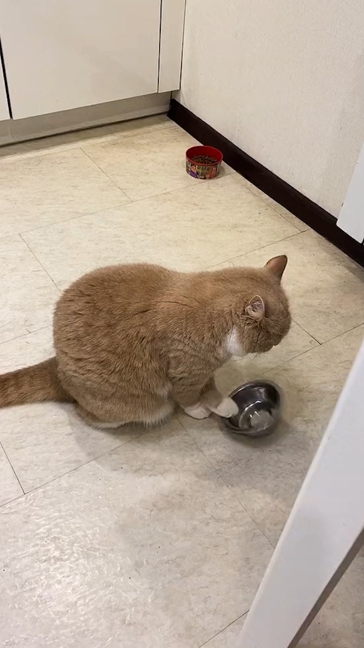干饭人干饭魂,一到饭点就敲盆