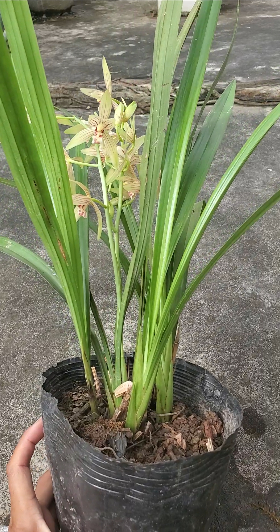 兰花#秋榜白墨兰