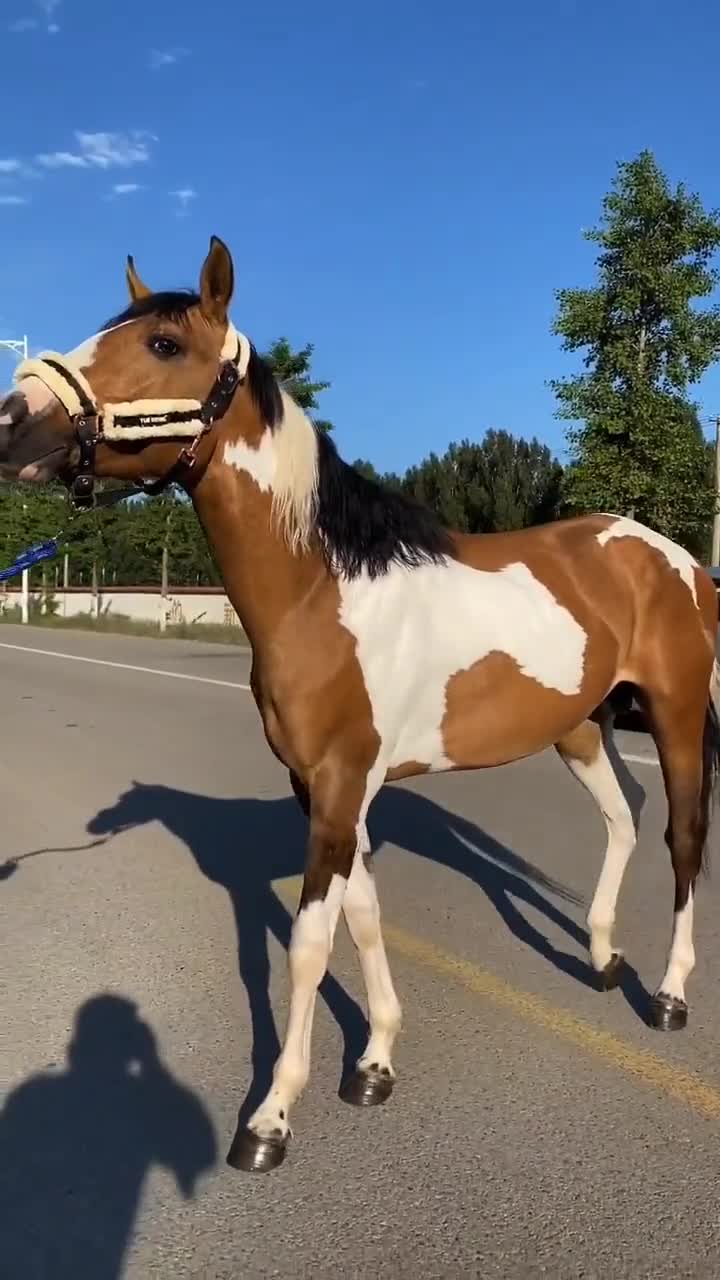 这家伙真不是一般的帅气,还是花色的马比较漂亮!