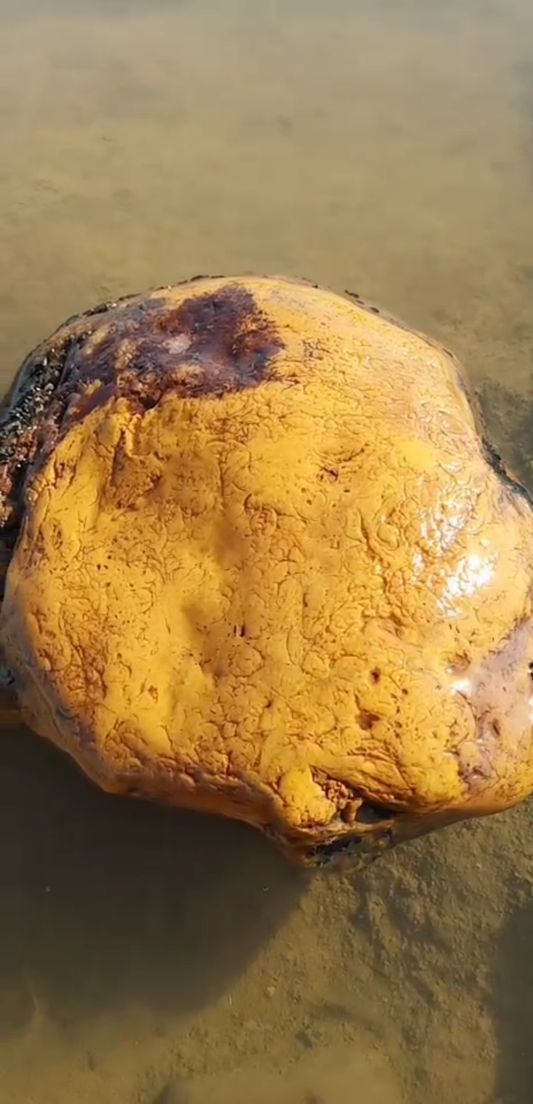 捡石现场,大块头带指甲纹黄蜡石观赏石