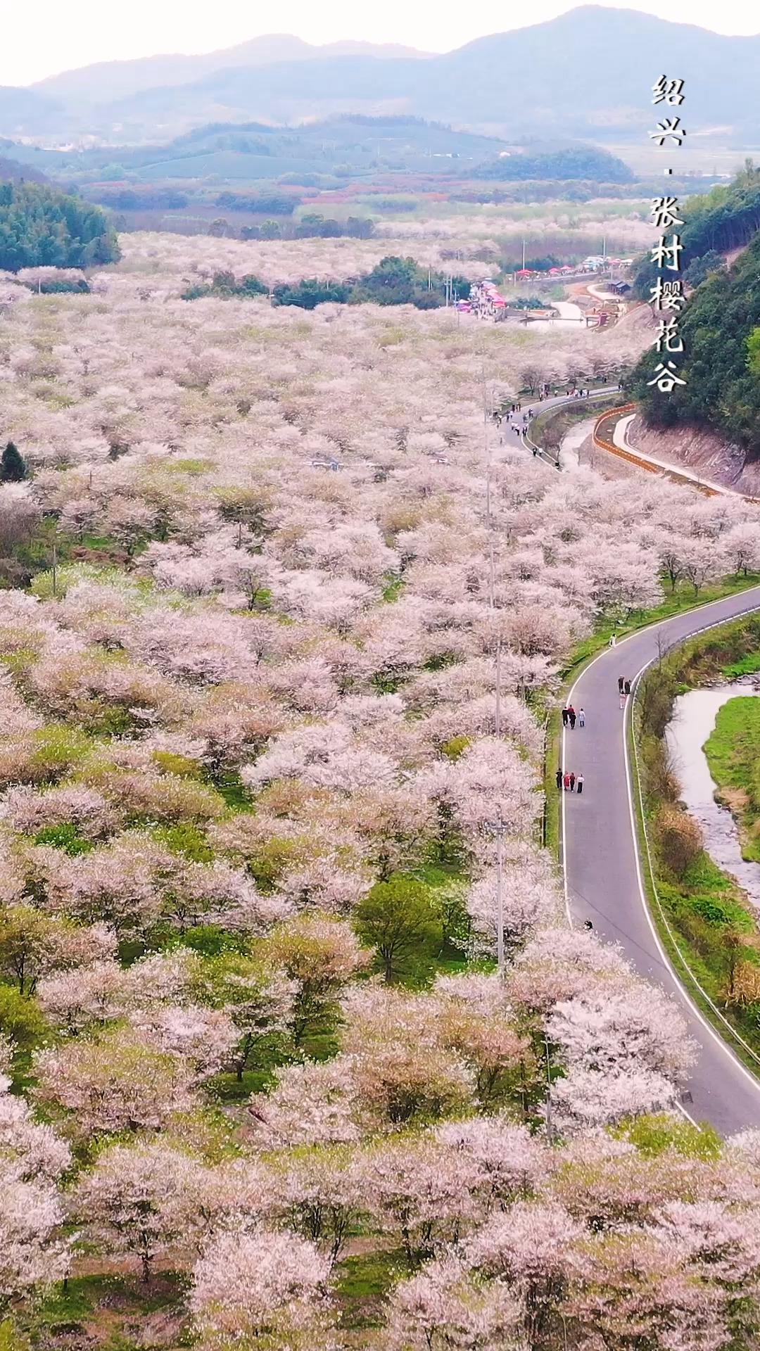 张村樱花谷图片图片