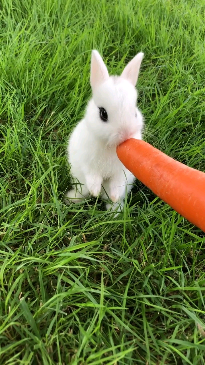 小白兔白又白爱吃萝卜青菜