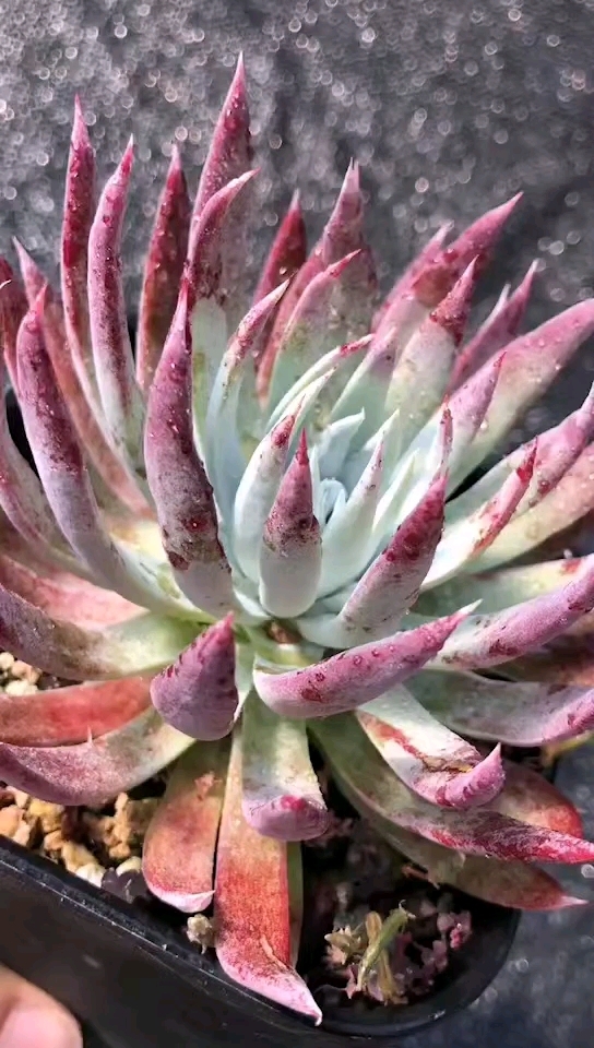 奴婢吉娜,超美!