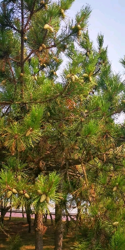 你喜欢的样子我都有#这棵松树长满了松灵子,太好看了啊