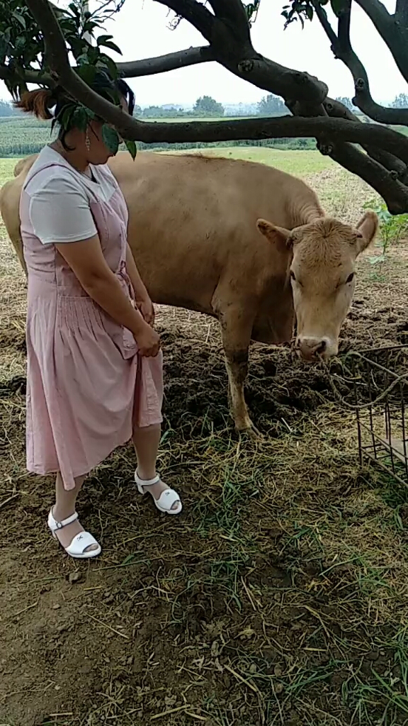 哈哈,都说对牛谈琴,看它跟我配合得好吧