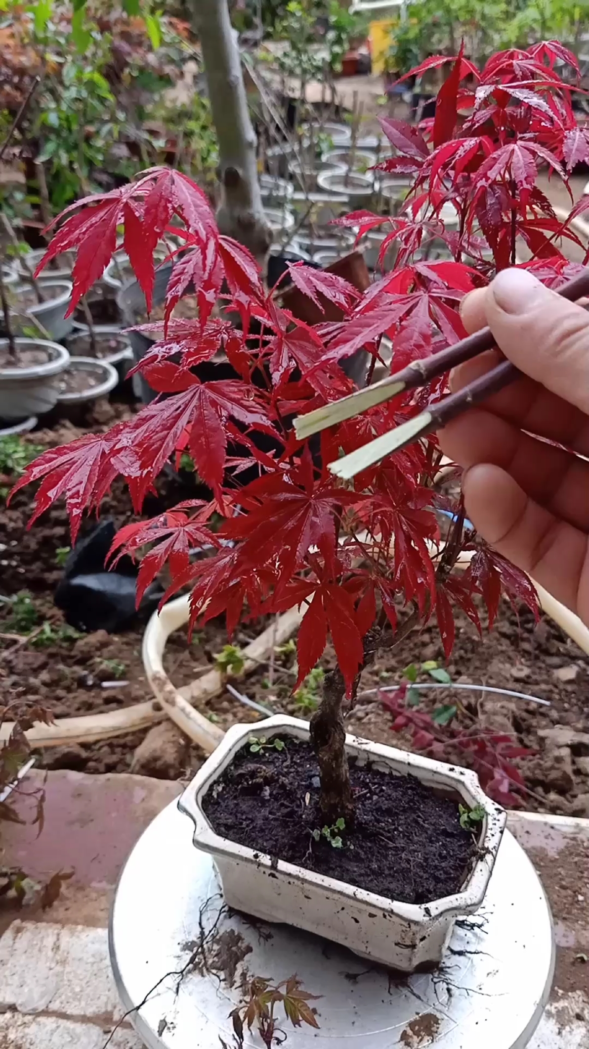 嫁接高手#枝芽接红舞姬三季红红枫技术,成活率高达百分之百-度小视